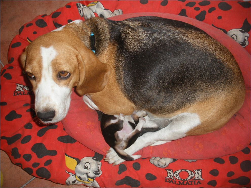 cuccioli amelie-21
